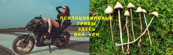 прущие грибы Покачи